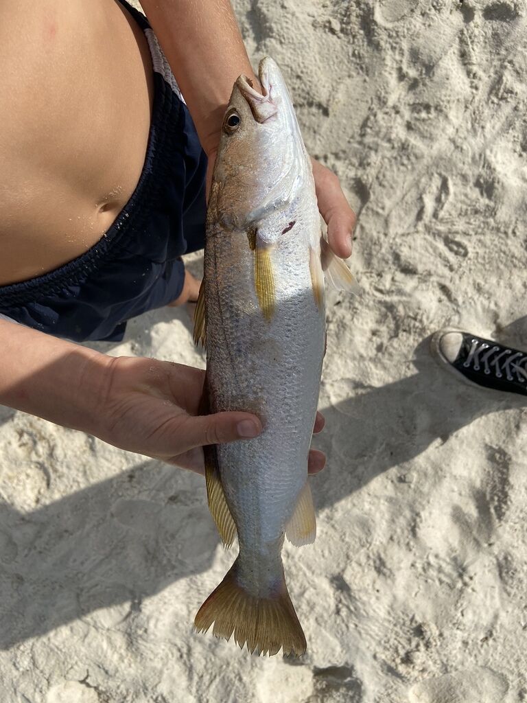 Sand Seatrout (White Trout) — Cynoscion arenarius