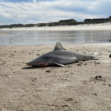 Sandbar Shark