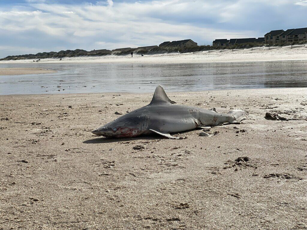 Sandbar Shark — Carcharhinus plumbeus