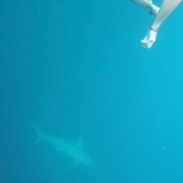 Scalloped Hammerhead