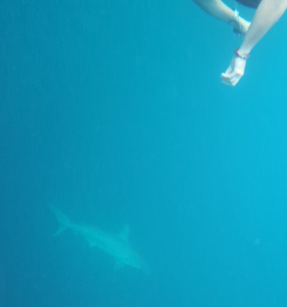 Scalloped Hammerhead — Sphyrna lewini