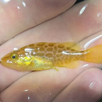 Scamp Grouper