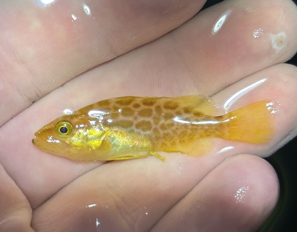 Scamp Grouper — Mycteroperca phenax