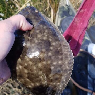 Southern Flounder