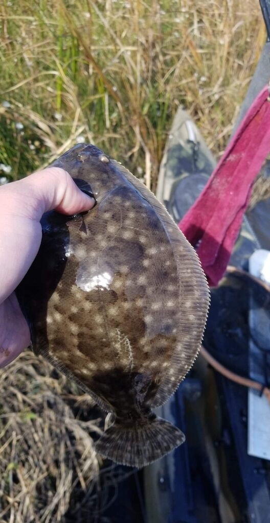 Southern Flounder — Paralichthys lethostigma