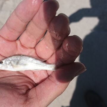 Gulf Whiting (Southern Kingfish)