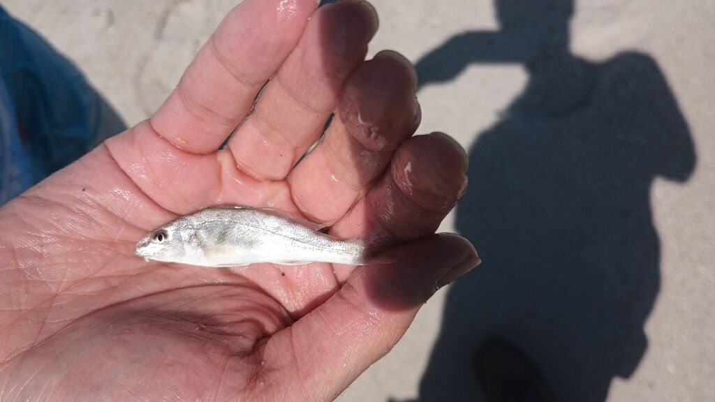 Gulf Whiting (Southern Kingfish) — Menticirrhus americanus