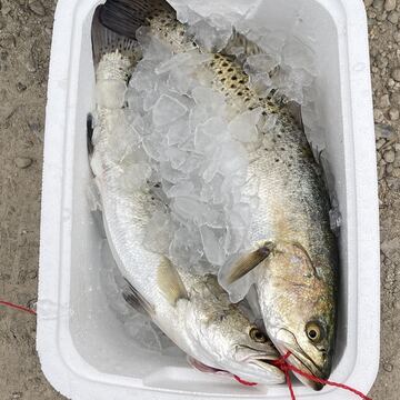 Speckled Trout (Spotted Seatrout)