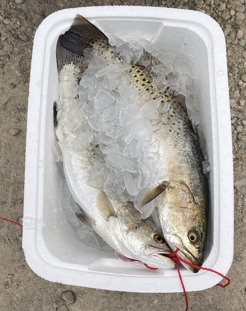 Speckled Trout (Spotted Seatrout) — Cynoscion nebulosus