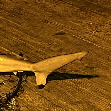 Spinner Shark