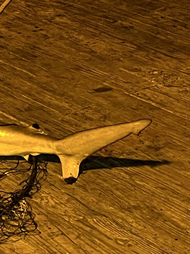 Spinner Shark — Carcharhinus brevipinna