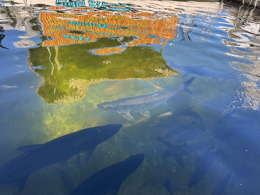 Tarpon (Silver King) — Megalops atlanticus