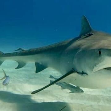 Tiger Shark