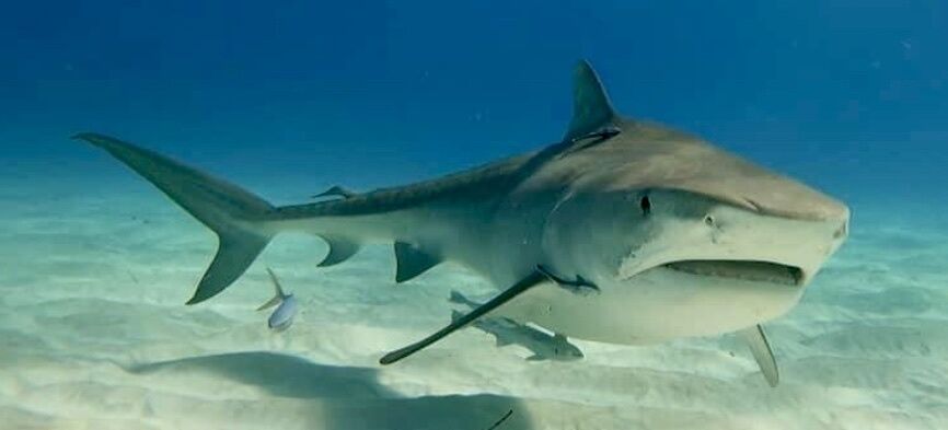 Tiger Shark — Galeocerdo cuvier