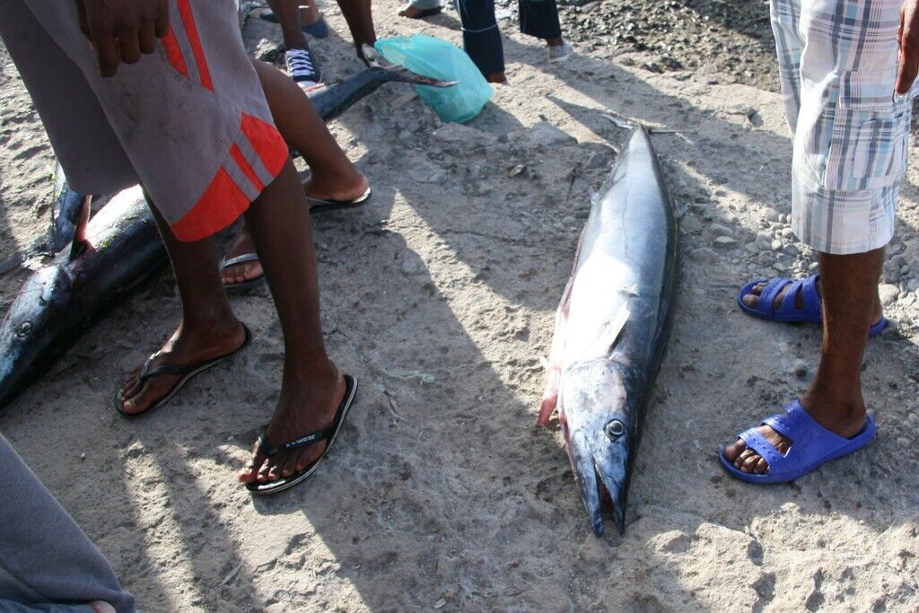 Wahoo — Acanthocybium solandri