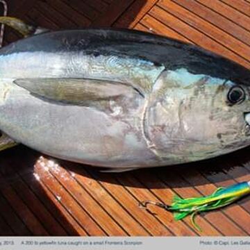 Yellowfin Tuna (Ahi)