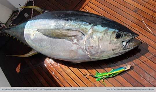 Yellowfin Tuna (Ahi) — Thunnus albacares